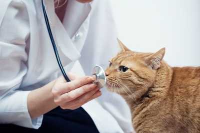 veterinar